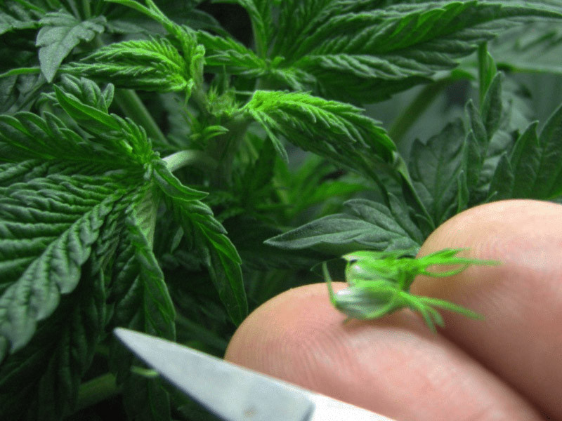 Как правильно перенести клон конопли Питательные вещества для клонов куста марихуаны