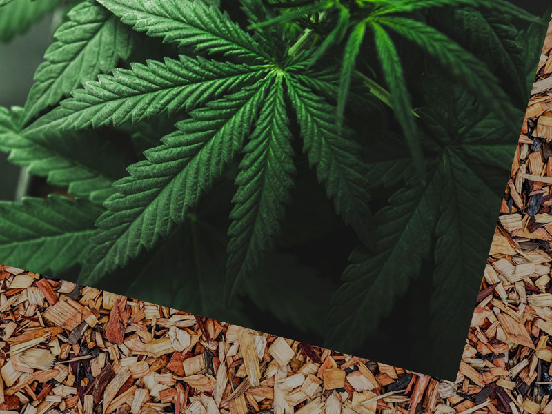 Как правильно использовать мульчу при выращивании марихуаны Мульчирующий материал при выращивании марихуаны