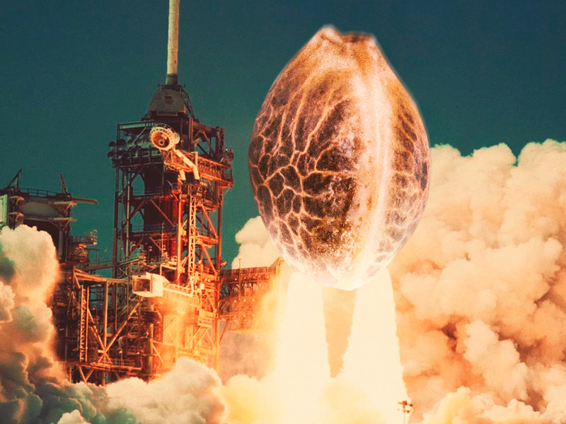 Отличия автоцветущей конопли Виды автоцветов и их отличия