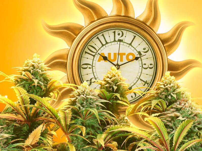 Автики быстро дают урожай и имеют превосходный иммунитет Современная автоцветущая конопля