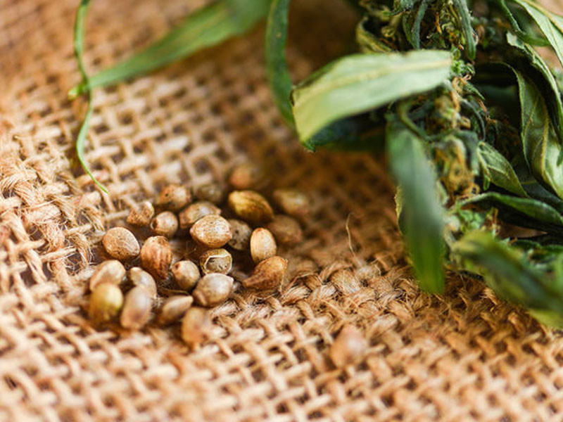 Каннабис - это источник правильных жиров Каннабис и жиры