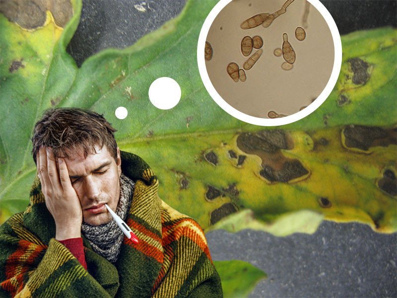 Альтернария может вызвать ряд заболеваний у человека Альтернария и гровер