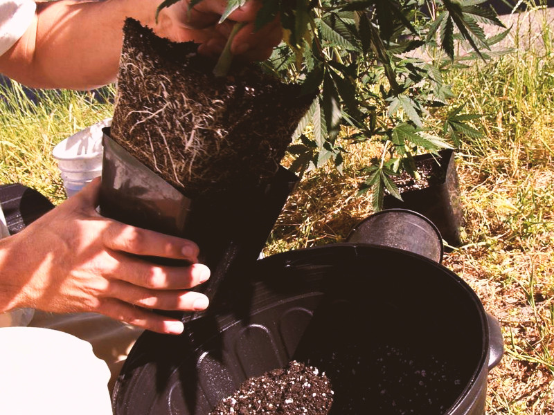 Пересадка конопли в большой горшок Пересадка конопли