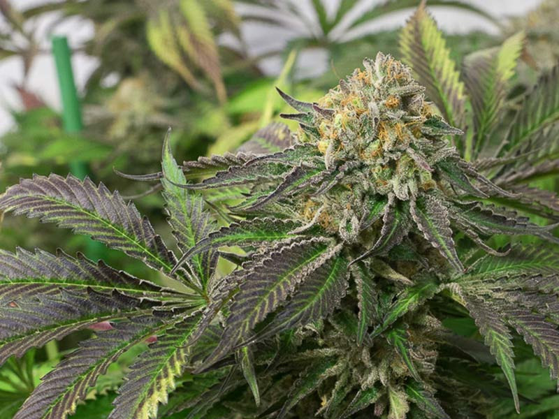 Мощный сорт конопли Дизель Описание сорта конопли