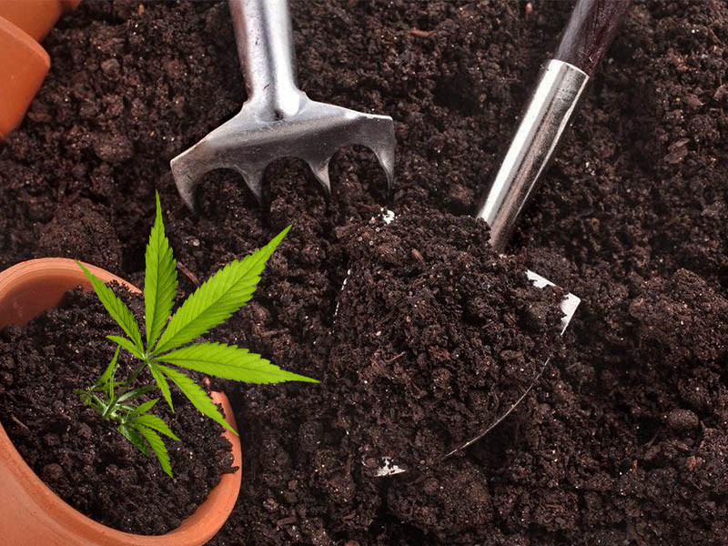 Как подобрать правильный грунт для гровинга марихуаны Грунт и конопля