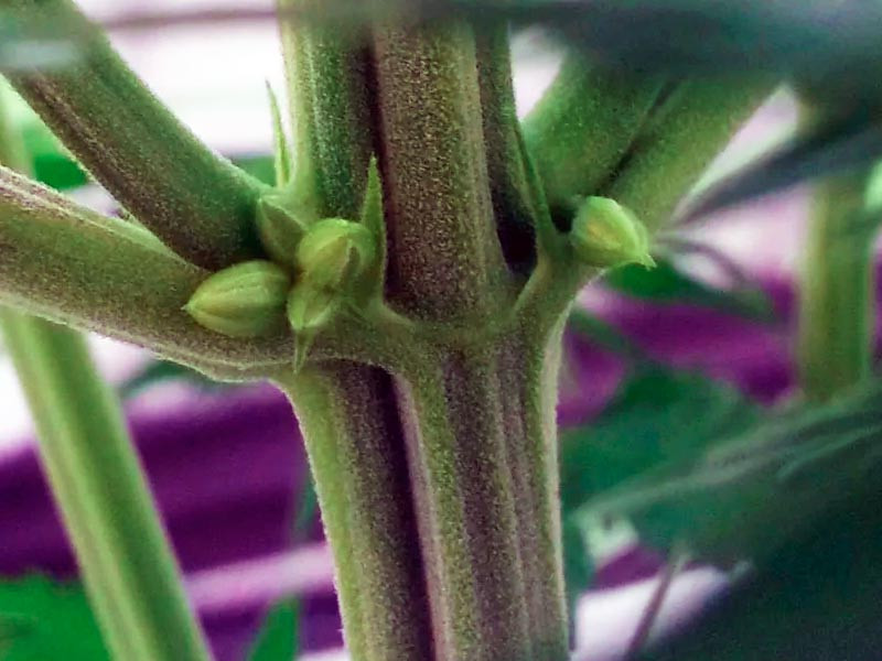 Признак мужского куста конопли Признак мужского куста конопли