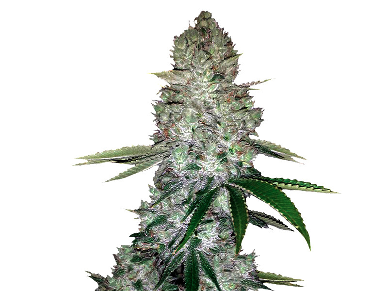 Сорт Gorilla Glue auto от FastBuds Gorilla Glue auto fem