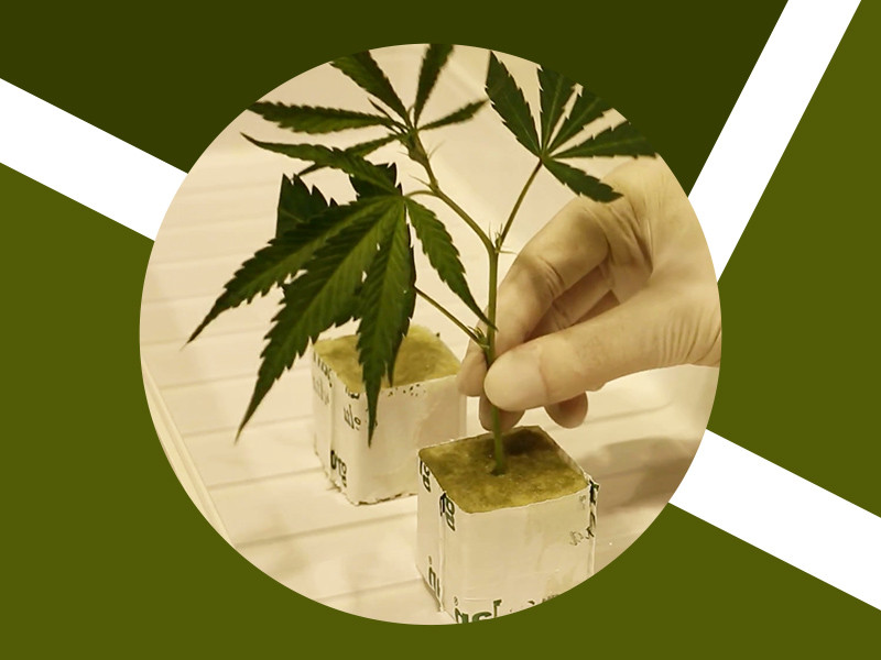 Как правильно обеспечить питательную среду для черенков конопли Питательные вещества чтобы вырастить коноплю
