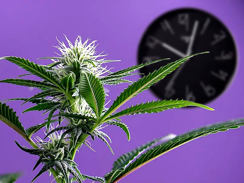 Вегетативный период и цветение автиков конопли Вега и Цветение у автиков